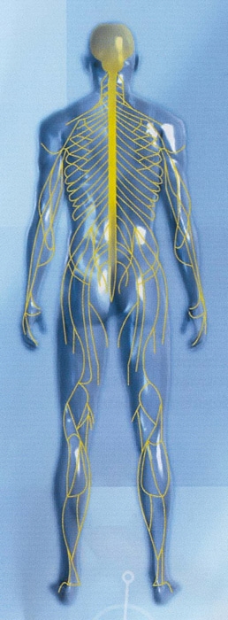 Chaîne neuro-vasculaire